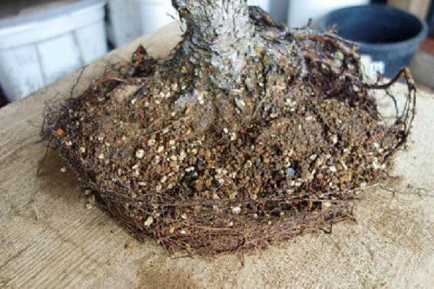 图解 老外对苗圃黑松盆景的翻盘工作