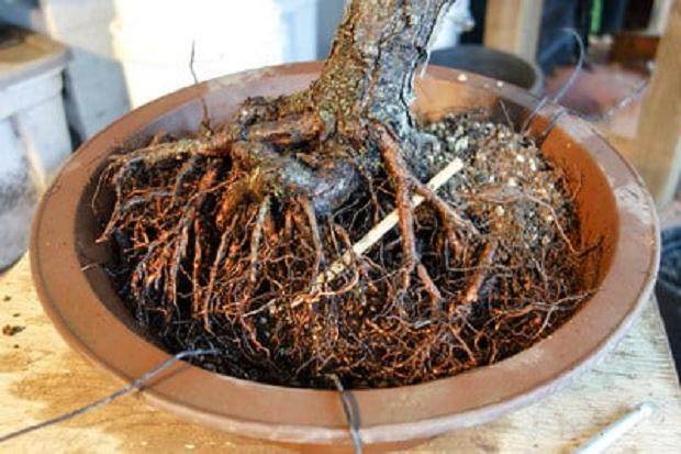 图解 老外对苗圃黑松盆景的翻盘工作