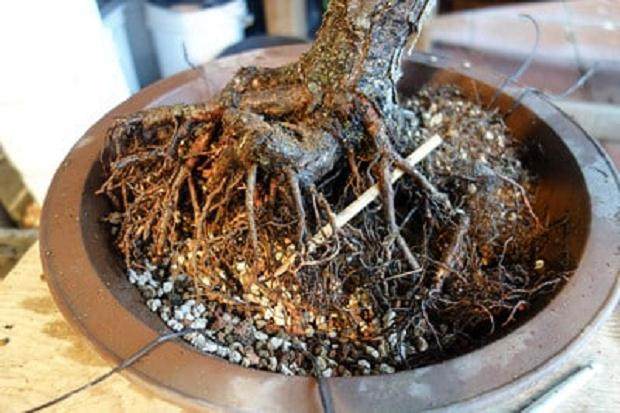 图解 老外对苗圃黑松盆景的翻盘工作