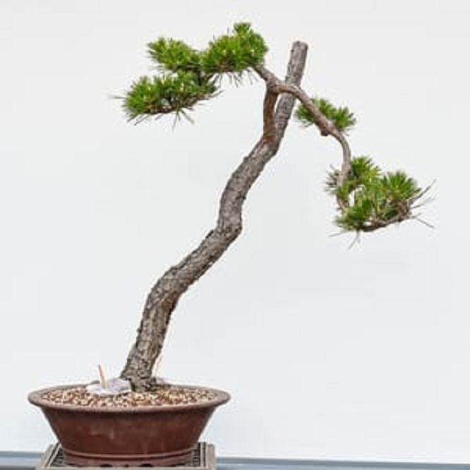 如何修剪黑松盆景的针叶?