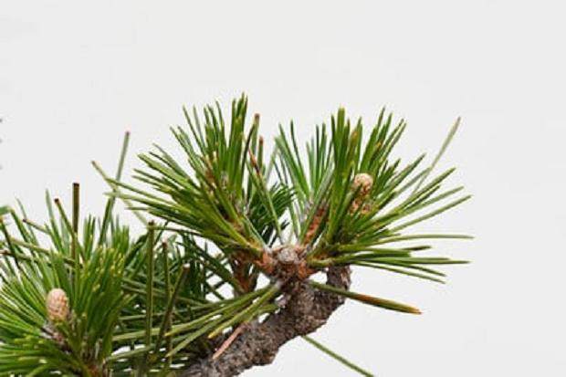 每个盆景分支稀释到两个芽后