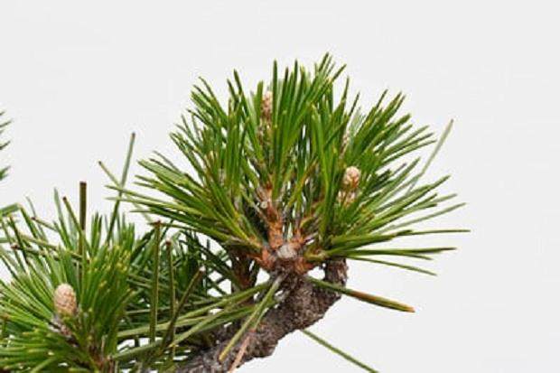 夏季盆景增长密集