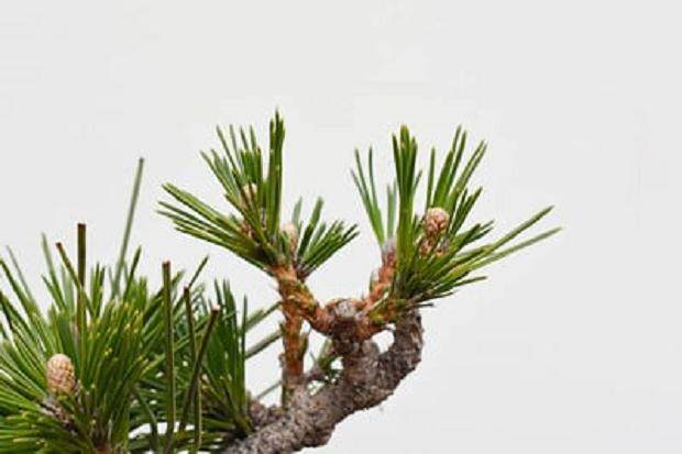 去除盆景针叶后