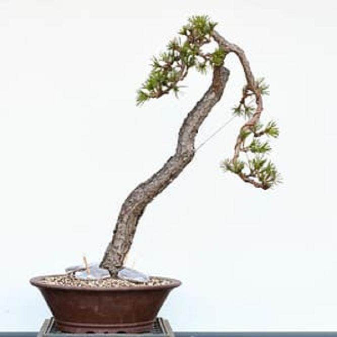 接线并拉下分支后