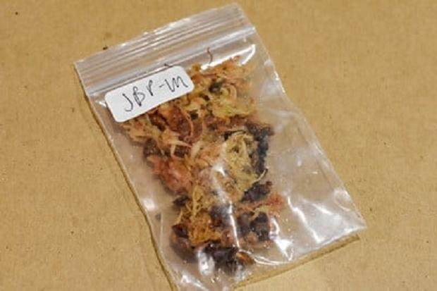 春天播种黑松种子是一个很好的时候