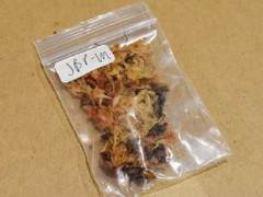 春天播种黑松盆景的种子是一个最好的时候