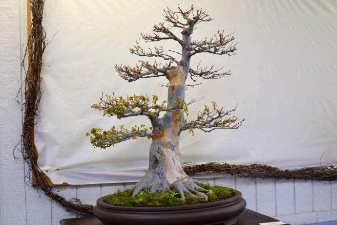 西方盆景专业人士中的一些顶级人物