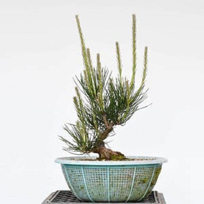 11岁的黑松盆景