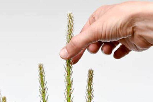 图解 松树盆景怎么发芽修剪的5个过程