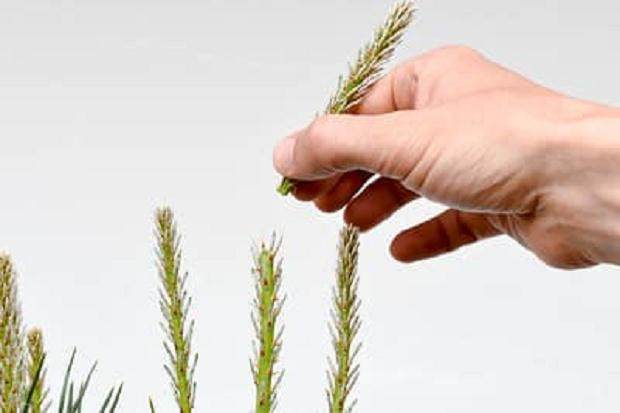 图解 松树盆景怎么发芽修剪的5个过程