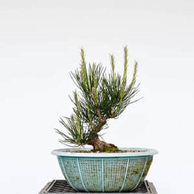 图解 松树盆景怎么发芽修剪的5个过程