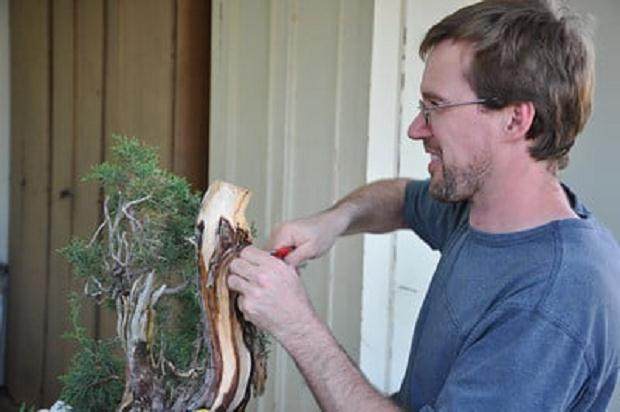 波特兰盆景专业人士参加今夜盆景问答