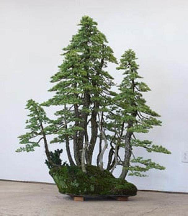 波特兰盆景专业人士参加今夜盆景问答