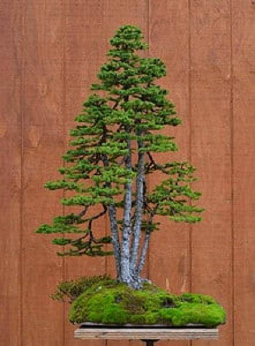 波特兰盆景专业人士参加今夜盆景问答