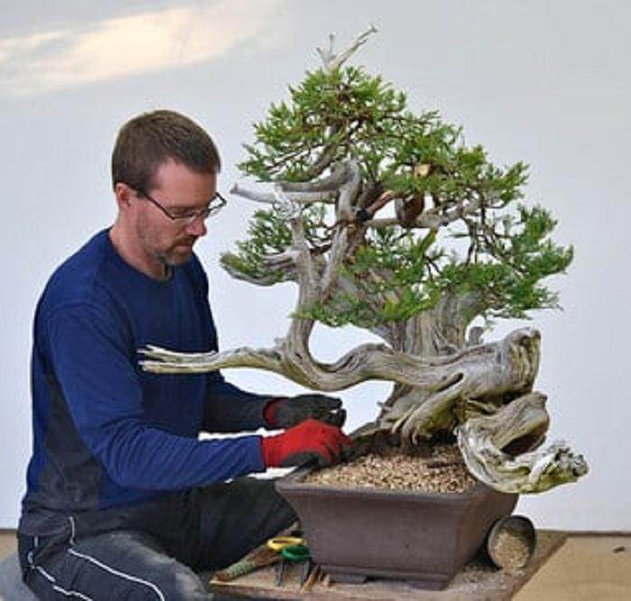 波特兰盆景专业人士参加今夜盆景问答