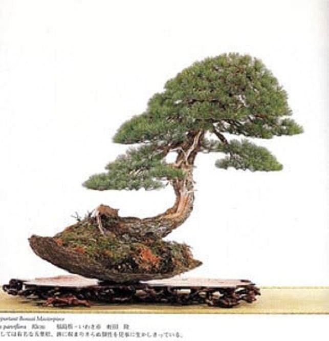 波特兰盆景专业人士参加今夜盆景问答