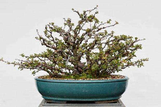 如何通过修剪大分支来改善盆景分枝?