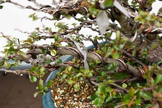 修剪分支 - 磁带标记现场