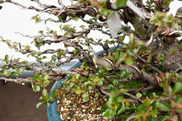 如何通过修剪大分支来改善盆景分枝