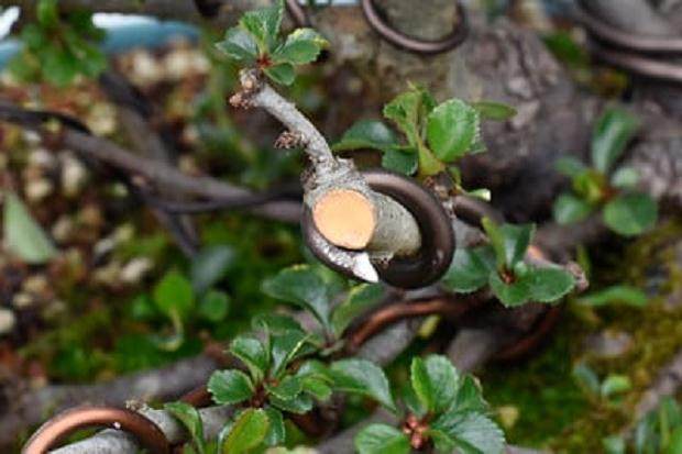 如何通过修剪大分支来改善盆景分枝