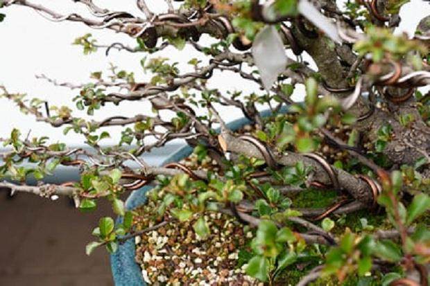 如何通过修剪大分支来改善盆景分枝