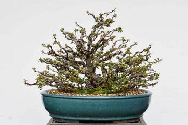 如何通过修剪大分支来改善盆景分枝