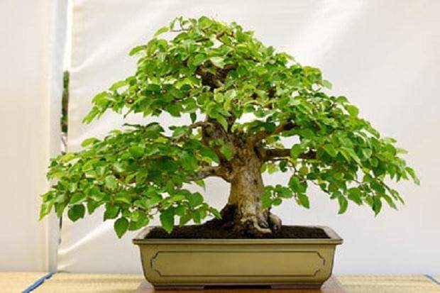 纳帕谷盆景俱乐部2015展览