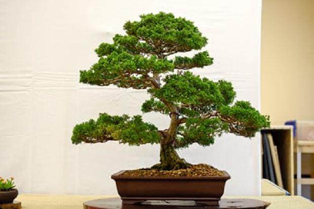 纳帕谷盆景俱乐部2015展览