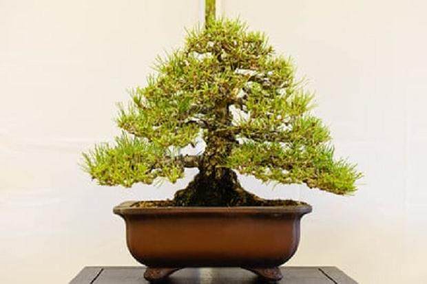 纳帕谷盆景俱乐部2015展览