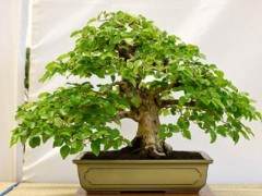 纳帕谷盆景俱乐部2015展览