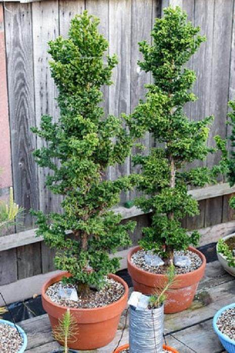 图解 春天怎么浇水使盆景繁茂的方法