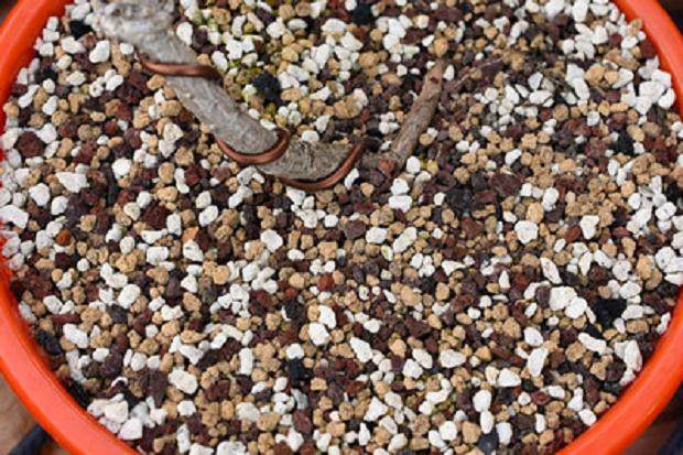 干燥的表面土壤 - 树需要水吗?