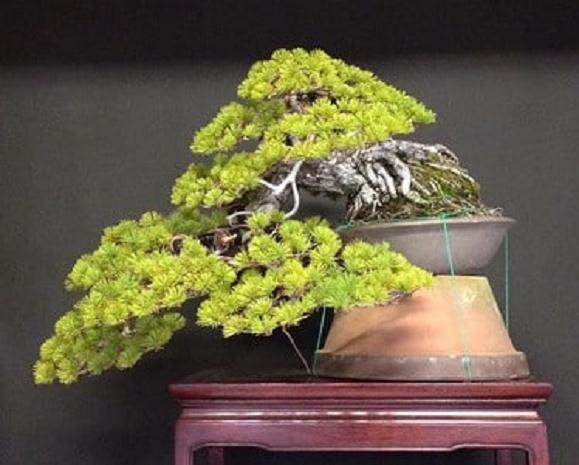 白松木盆景 - Juan Andrade供图