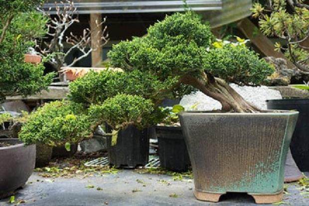 波特兰盆景之旅继续进行中...