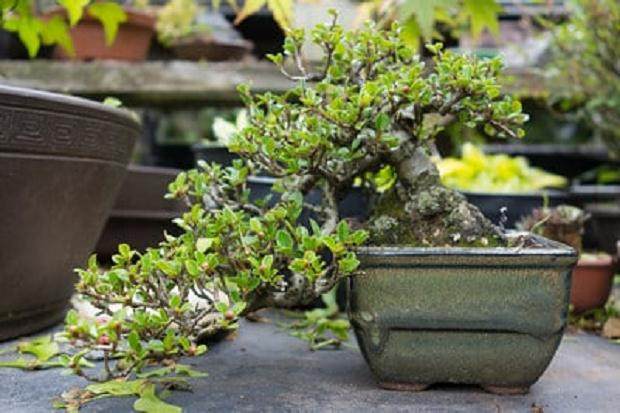 波特兰盆景之旅继续进行中...