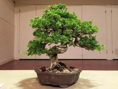 在湾岛盆景会议上评审盆景