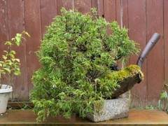 我参观了木村雅彦的达拉斯盆景协会会议