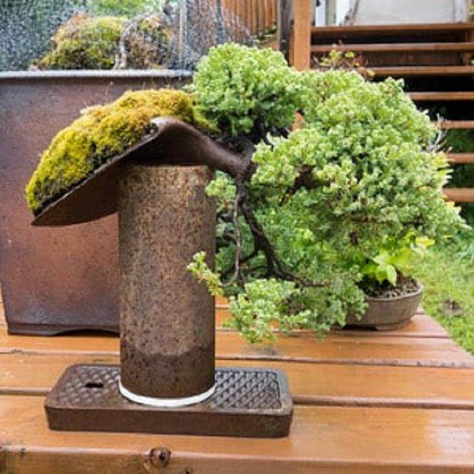 我参观了木村雅彦的达拉斯盆景协会会议