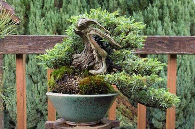 我参观了木村雅彦的达拉斯盆景协会会议