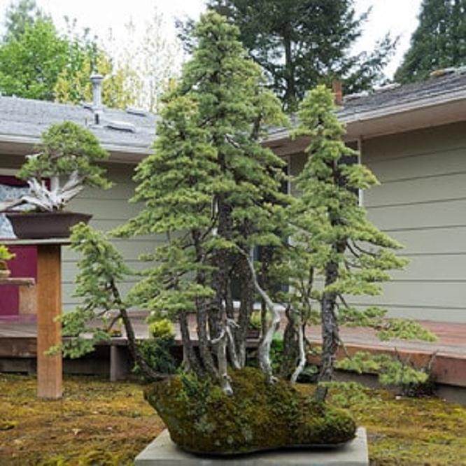 参观Michael Hagedorn的盆景花园