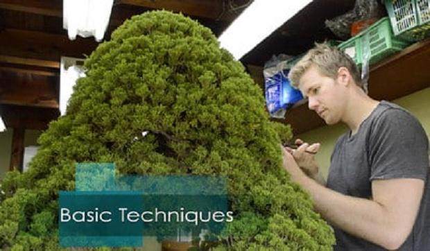 回顾 盆景初学者的入门课程