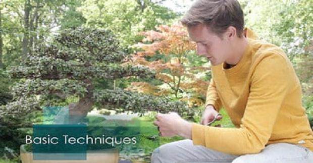 回顾 盆景初学者的入门课程