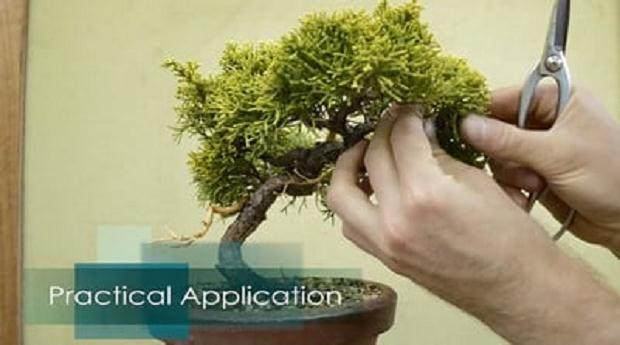 修剪杜松盆景
