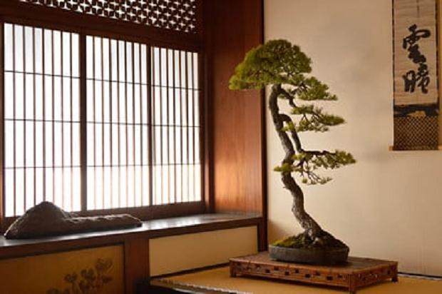 回顾 盆景初学者的入门课程