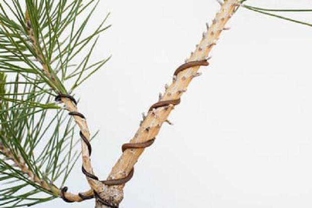 图解 如何用电线盘扎盆景的15个过程