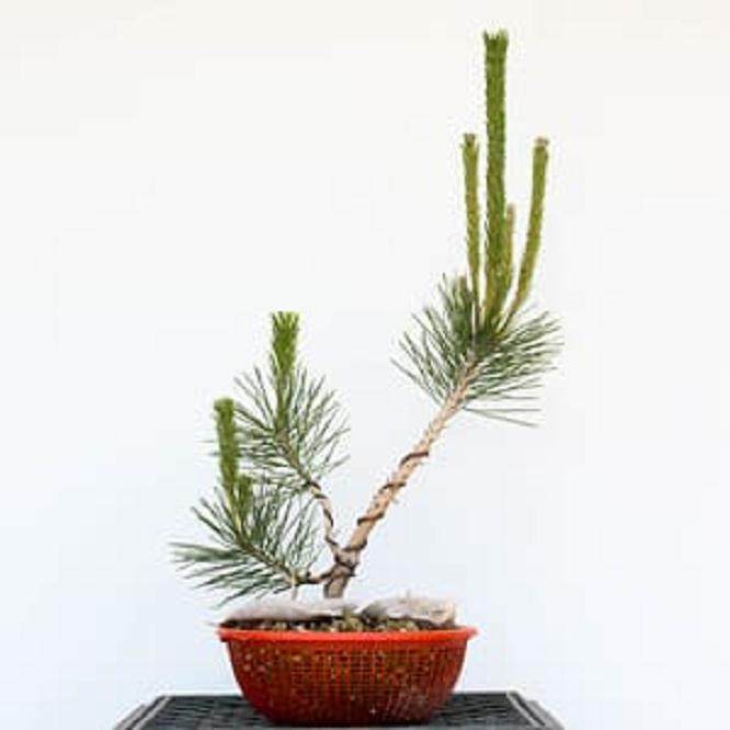 3岁半的黑松盆景 - 从这里看,盘扎看起来不错