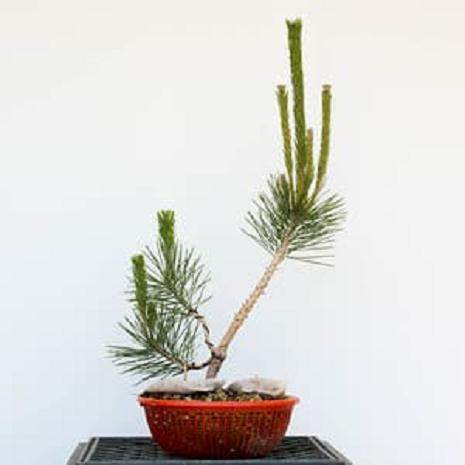 拆下盆景主导线后 - 保留下导线