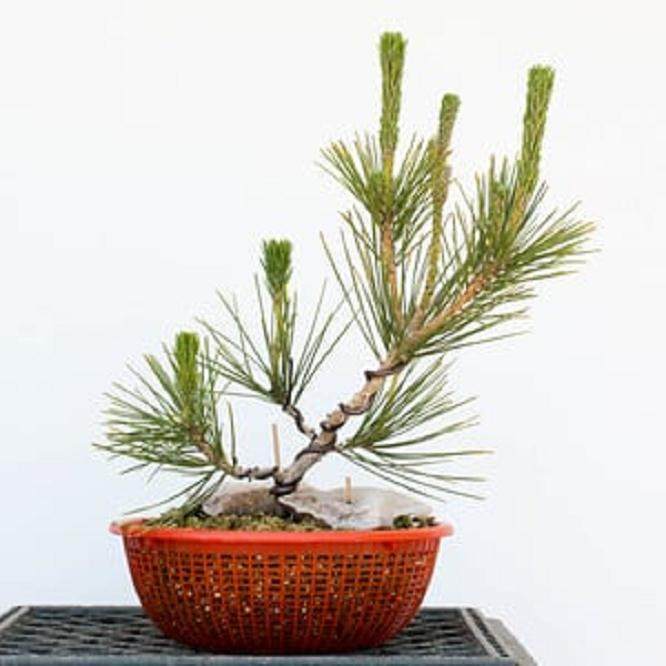 年轻的黑松盆景