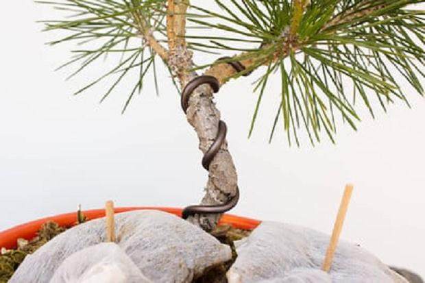 图解 如何用电线盘扎盆景的15个过程