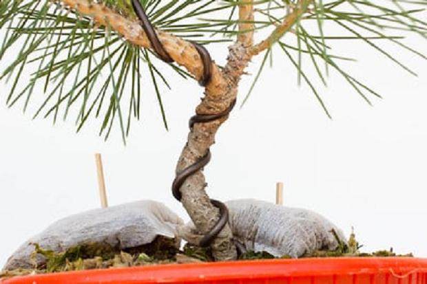 另一方面,盆景躯干的顶部转向正在切入